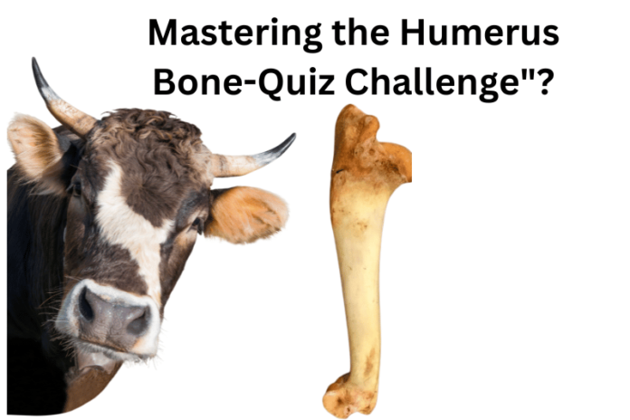 Mastering the Humerus Bone-Quiz Challenge