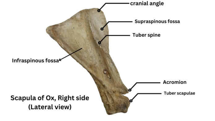 scapula of ox right side -lateral view